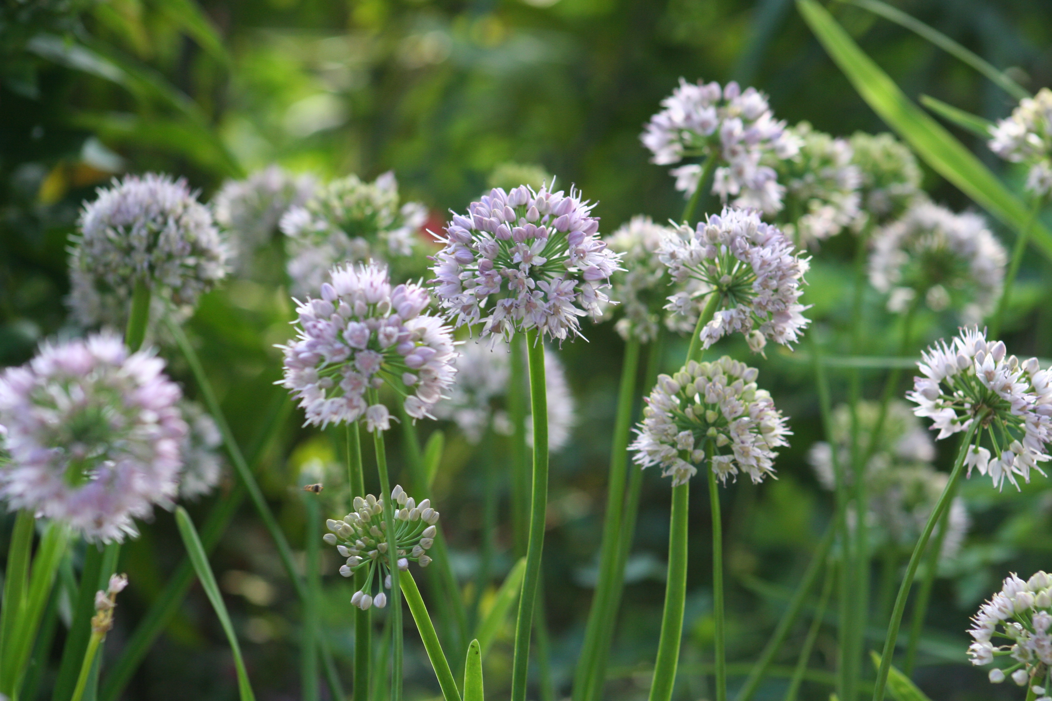 Allium senescen